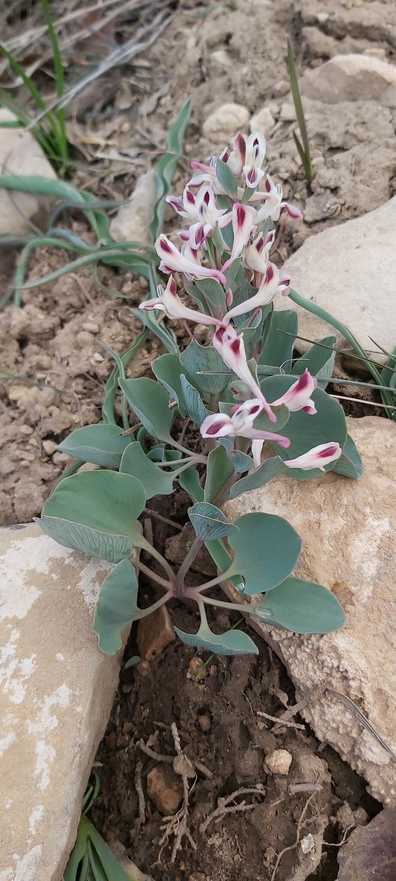 Corydalis oppositifolia subsp. oppositifolia photo 2