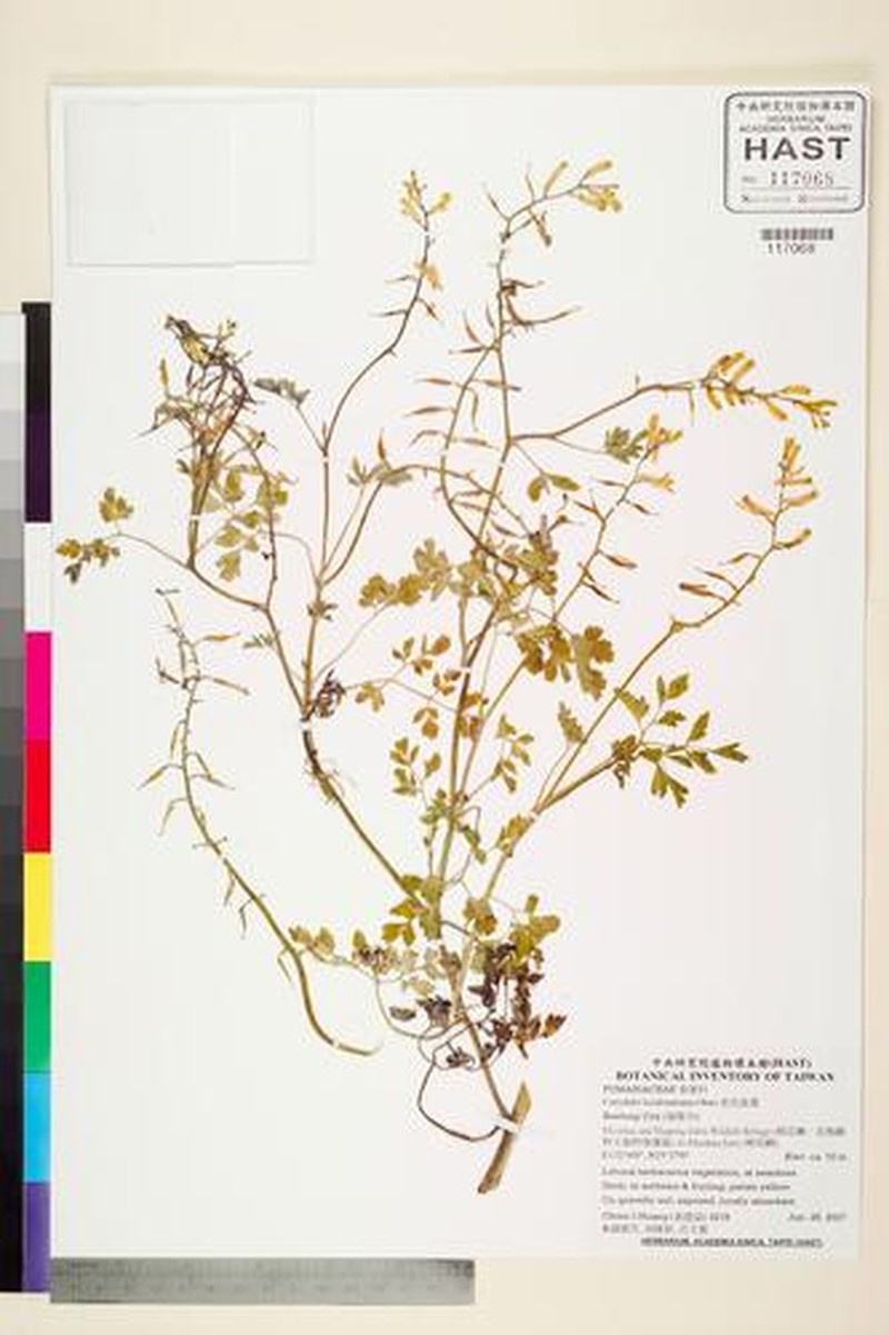 Corydalis orthopoda