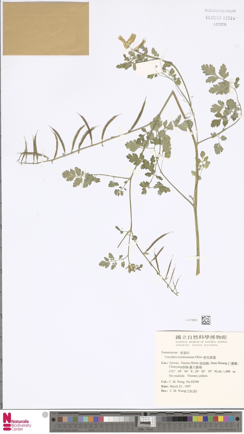 Corydalis orthopoda photo 2