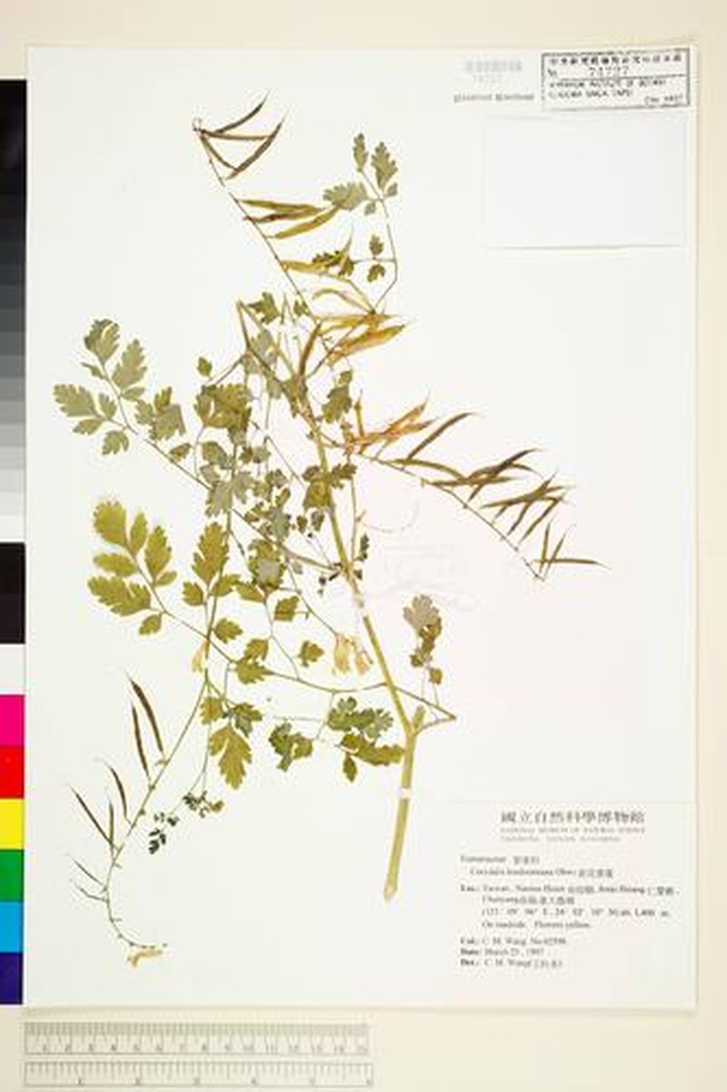 Corydalis orthopoda photo 3