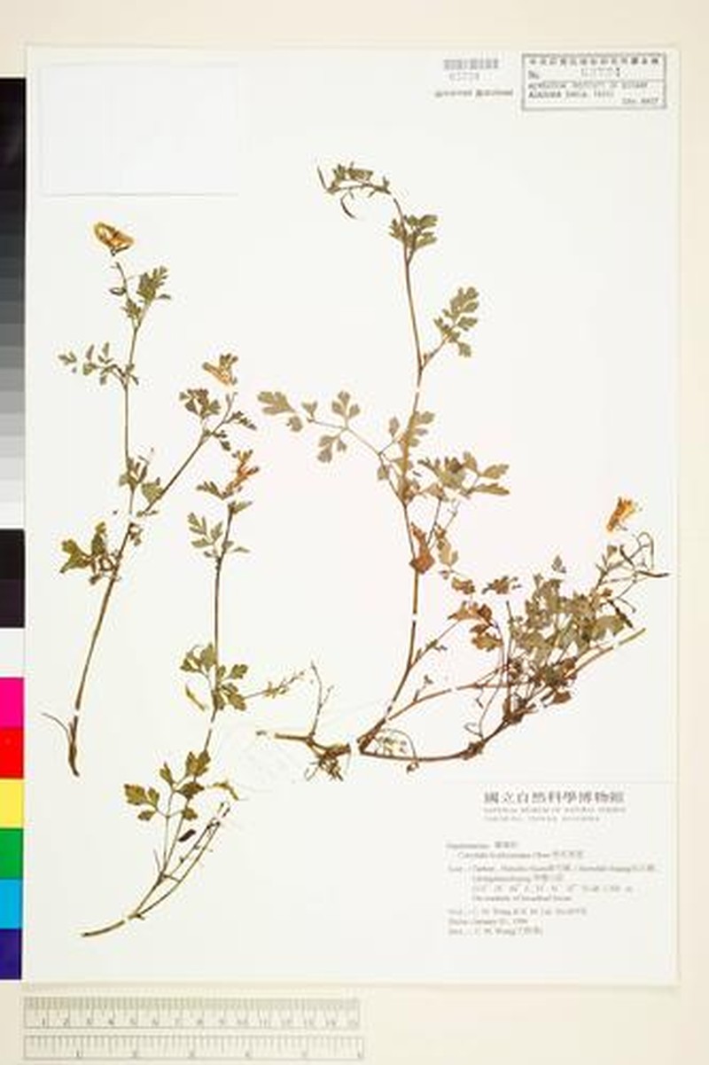 Corydalis orthopoda photo 4
