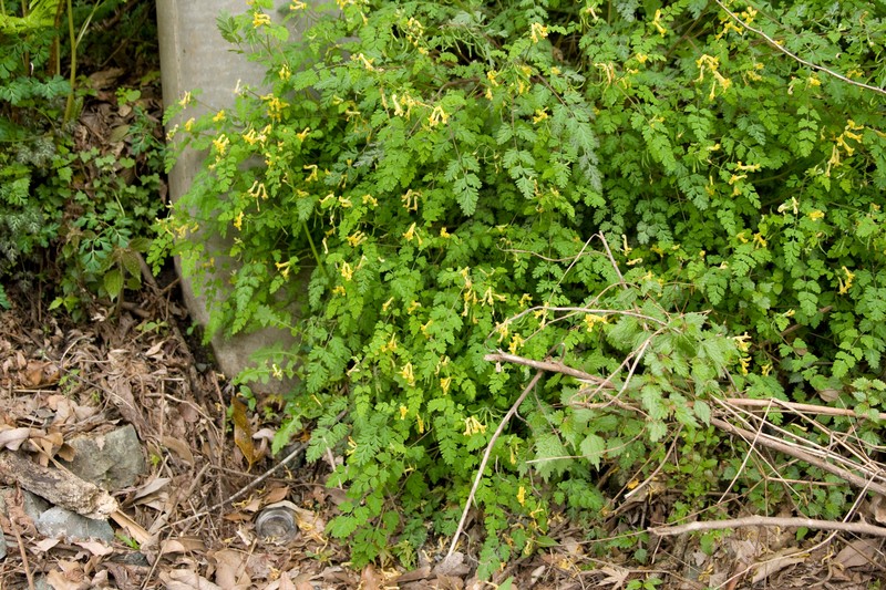 Corydalis pallida var. pallida