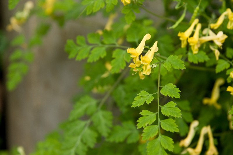 Corydalis pallida var. pallida photo 2