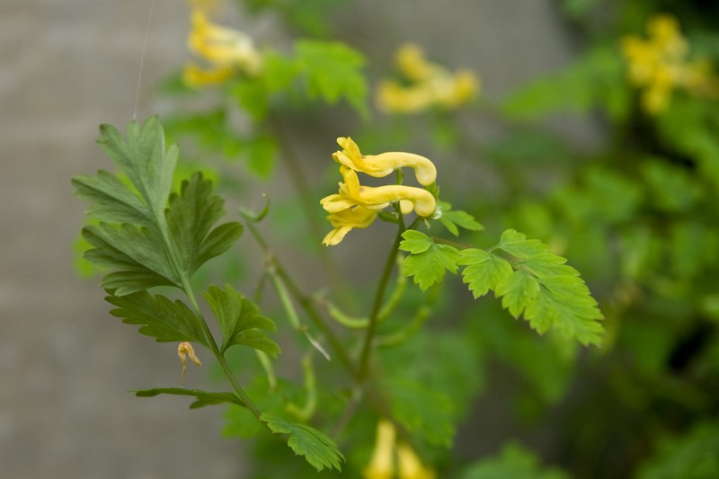 Corydalis pallida var. pallida photo 3