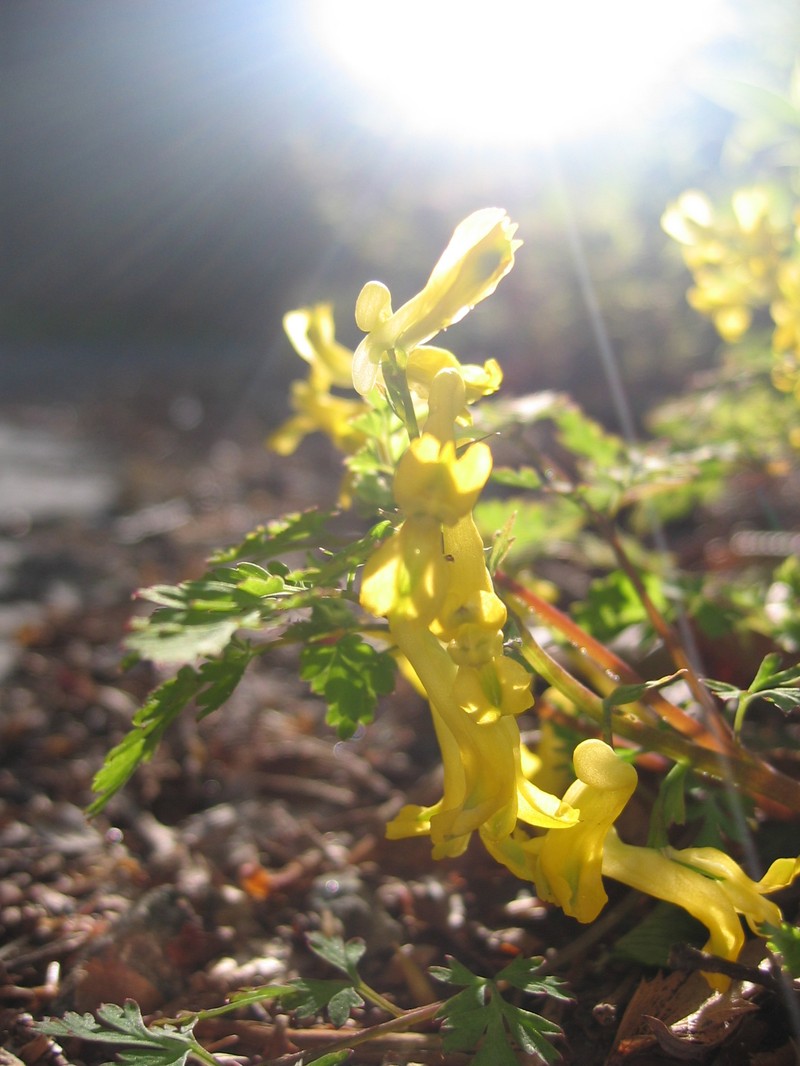 Corydalis pallida var. pallida photo 4