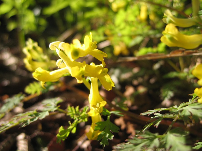 Corydalis pallida var. pallida photo 5