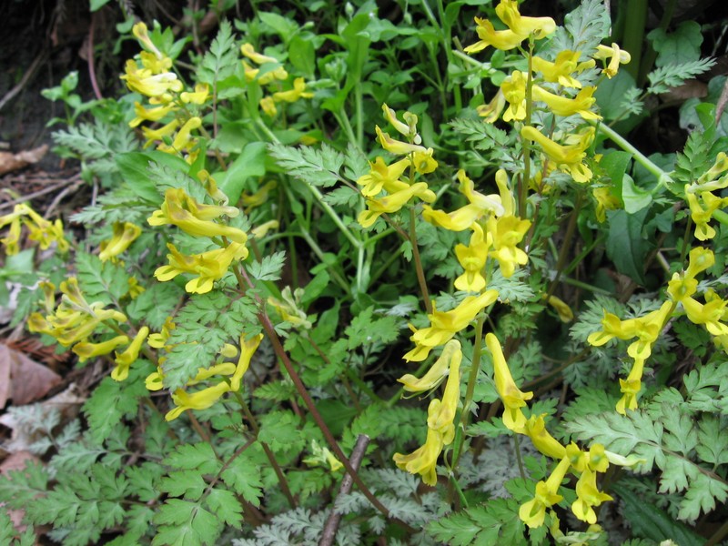 Corydalis pallida var. pallida photo 6