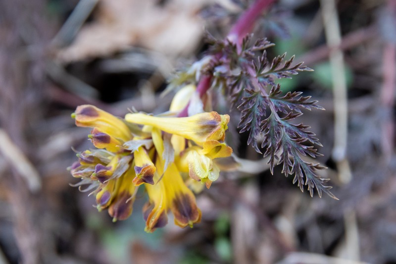 Corydalis pallida var. pallida photo 7