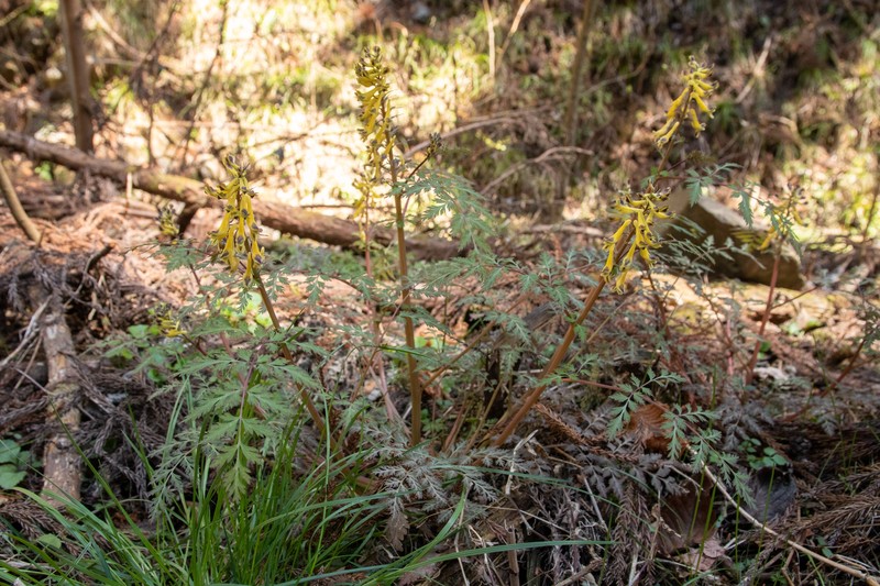 Corydalis pallida var. pallida photo 8