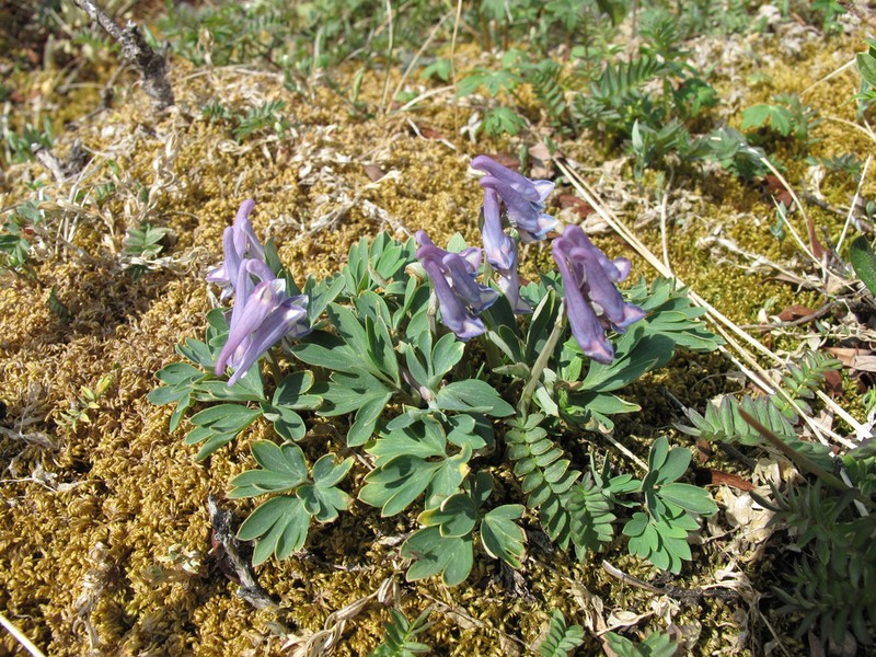 Fewflower Fumewort