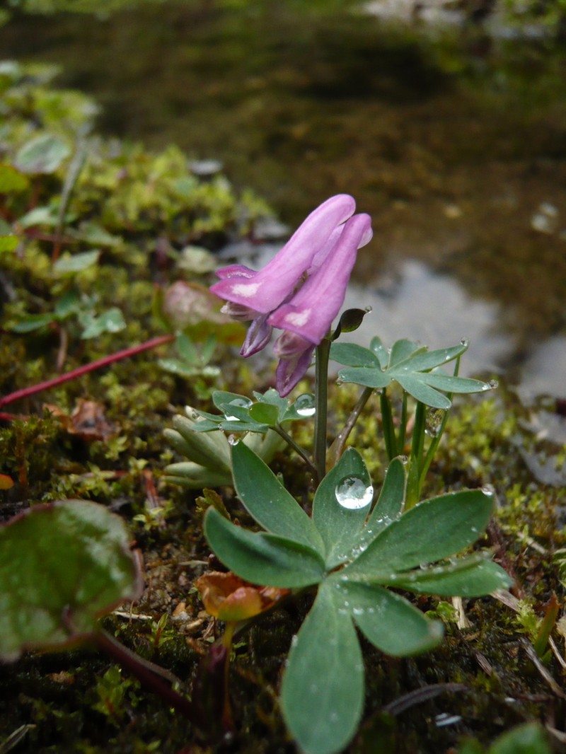 Fewflower Fumewort photo 2