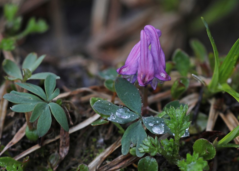 Fewflower Fumewort photo 3