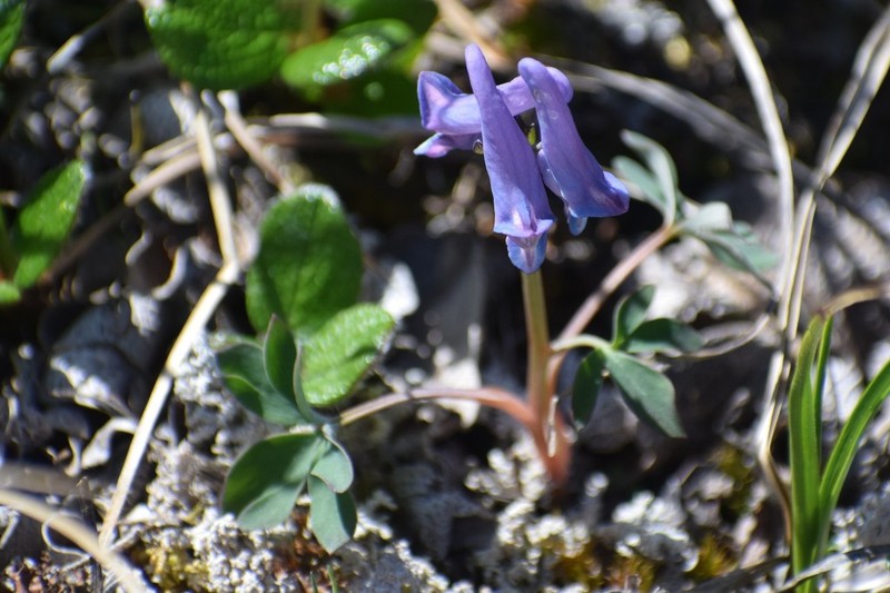 Fewflower Fumewort photo 4