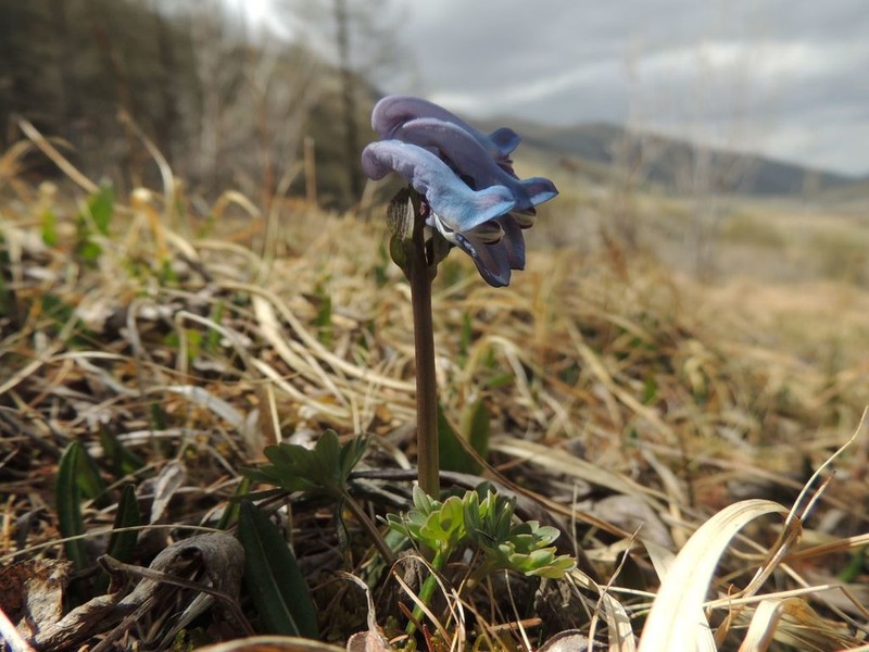Fewflower Fumewort photo 5