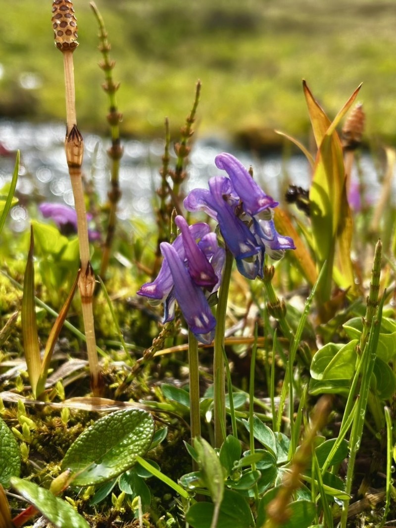Fewflower Fumewort photo 6