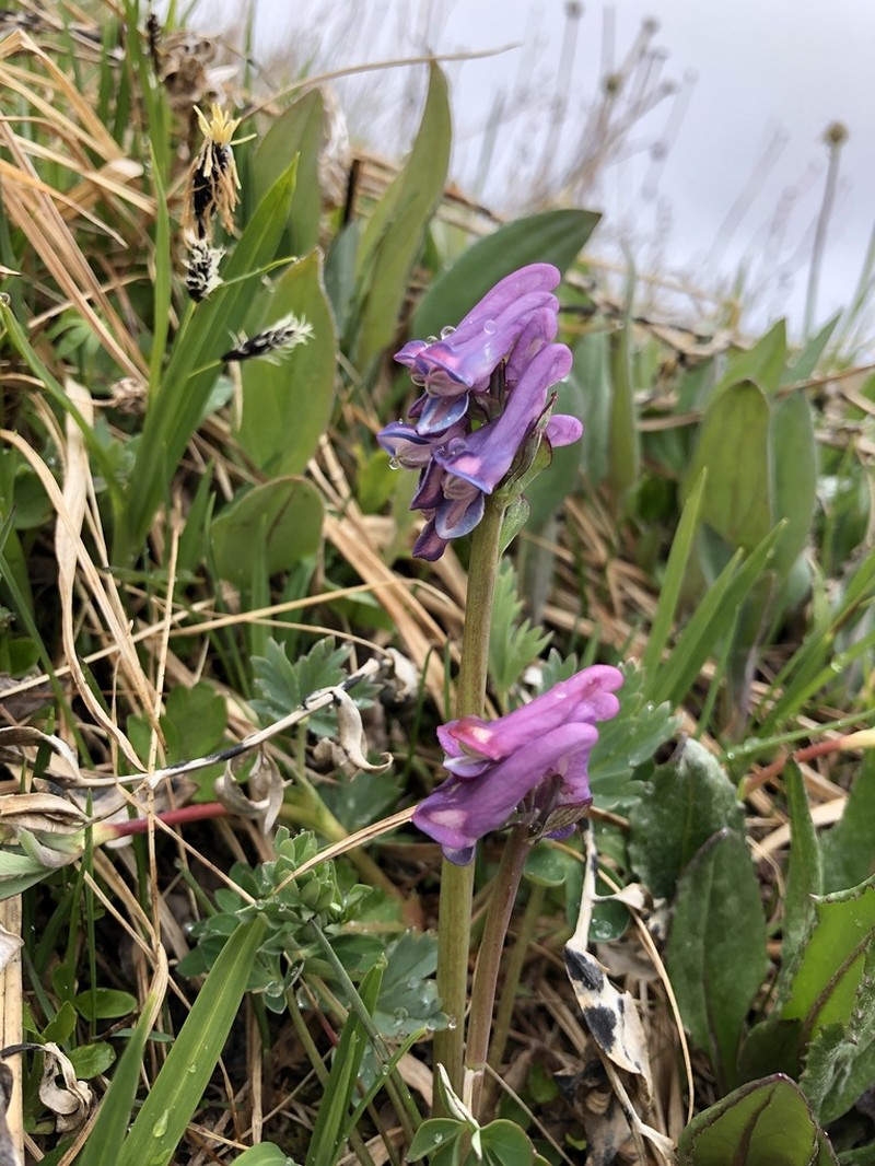 Fewflower Fumewort photo 7