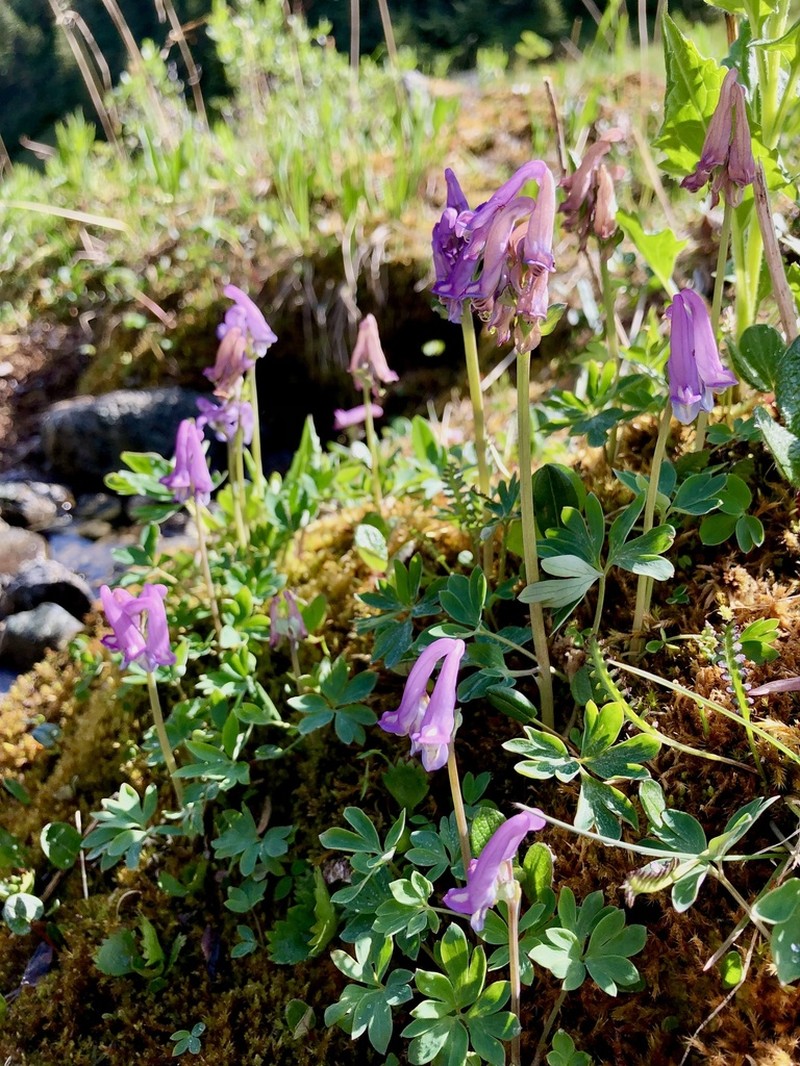 Fewflower Fumewort photo 8