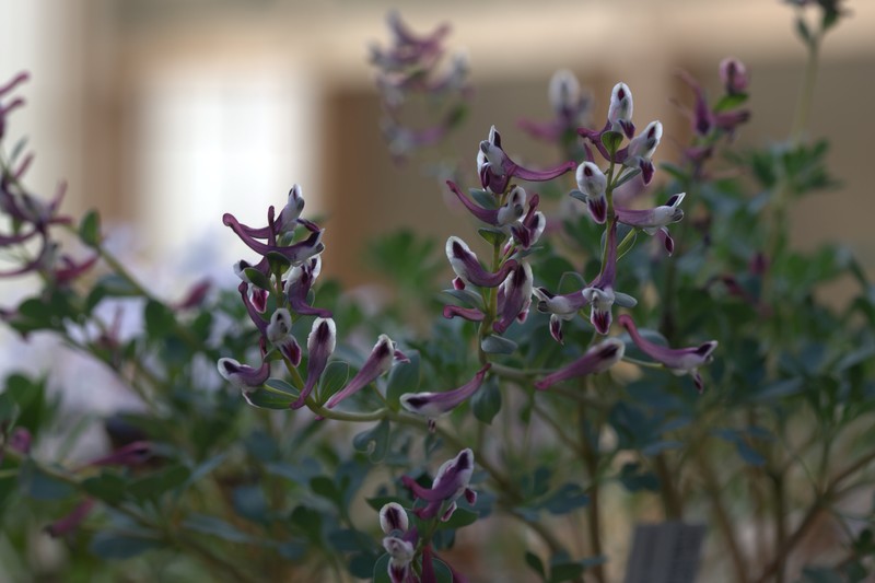 Corydalis persica var. persica