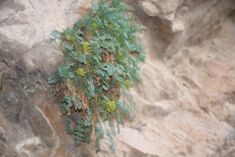 Corydalis sangardanica