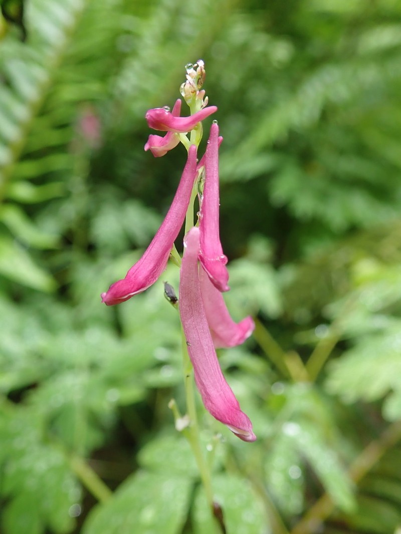 Scouler's Fumewort