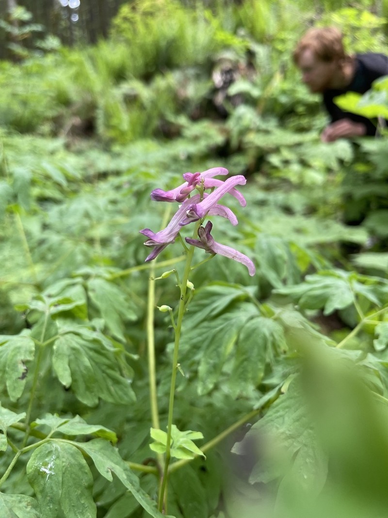 Scouler's Fumewort photo 2