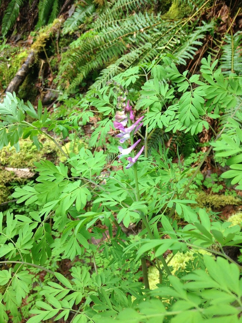 Scouler's Fumewort photo 3