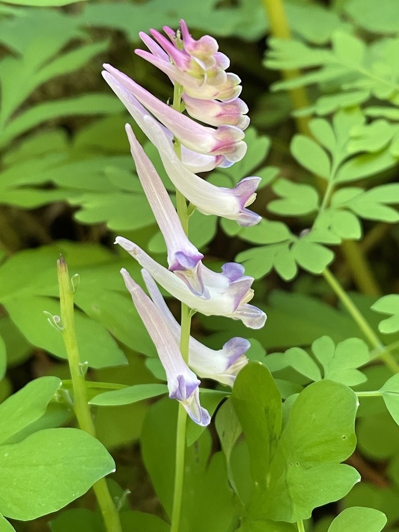 Scouler's Fumewort photo 4