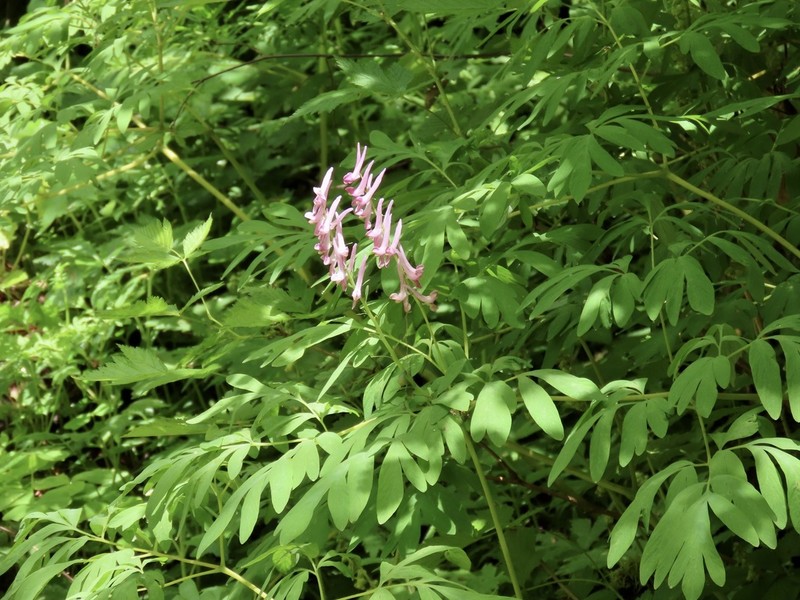 Scouler's Fumewort photo 5
