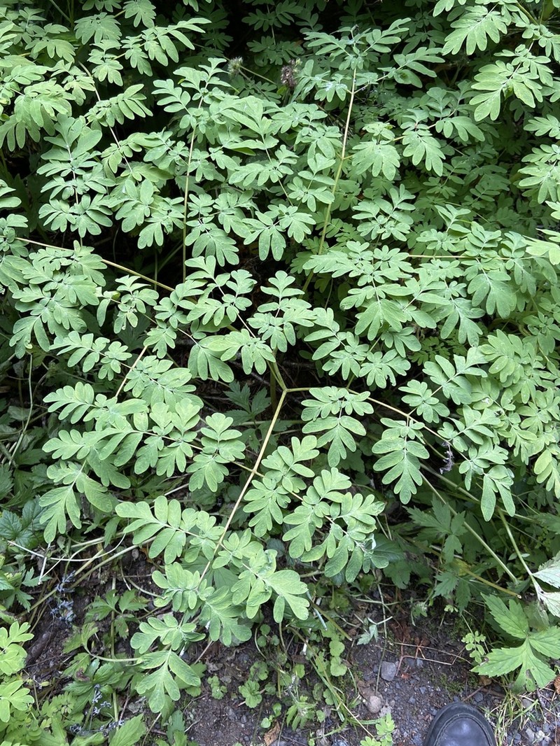 Scouler's Fumewort photo 6