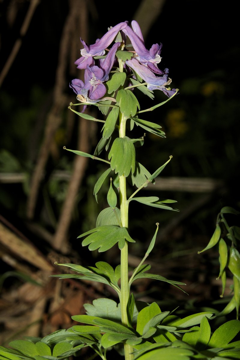 Spring Fumewort photo 2
