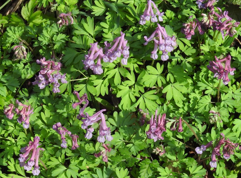 Spring Fumewort photo 3
