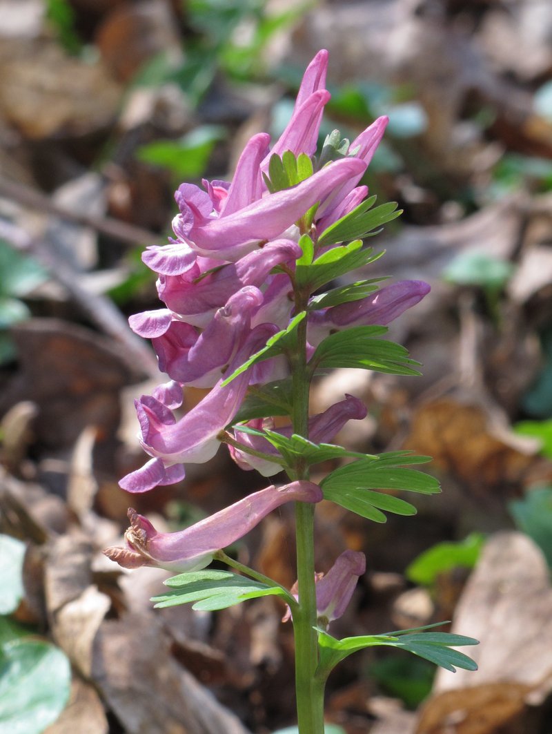 Spring Fumewort photo 4