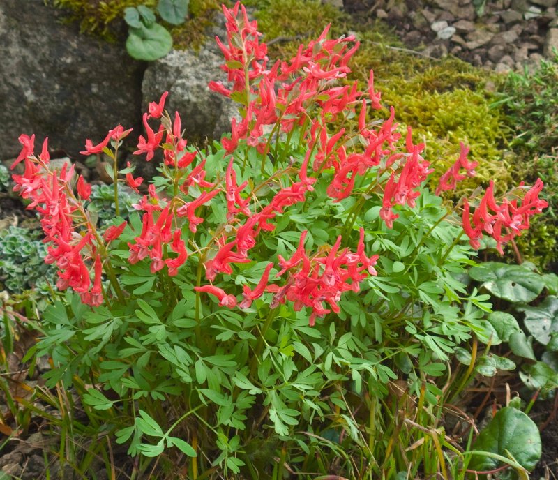Spring Fumewort photo 5