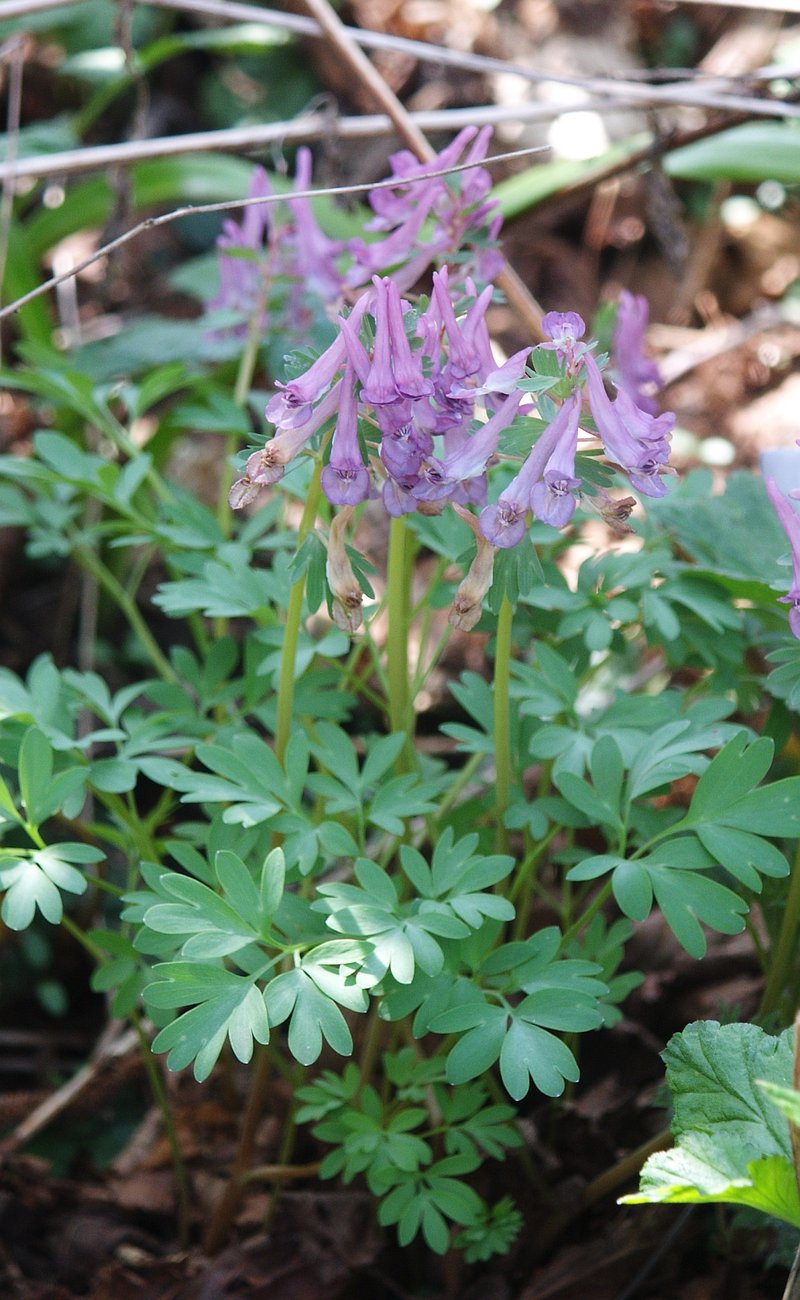Spring Fumewort