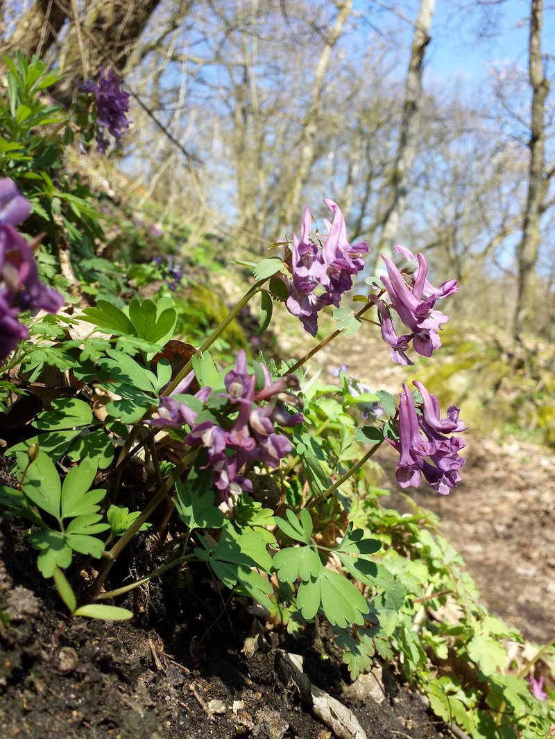 Spring Fumewort photo 6