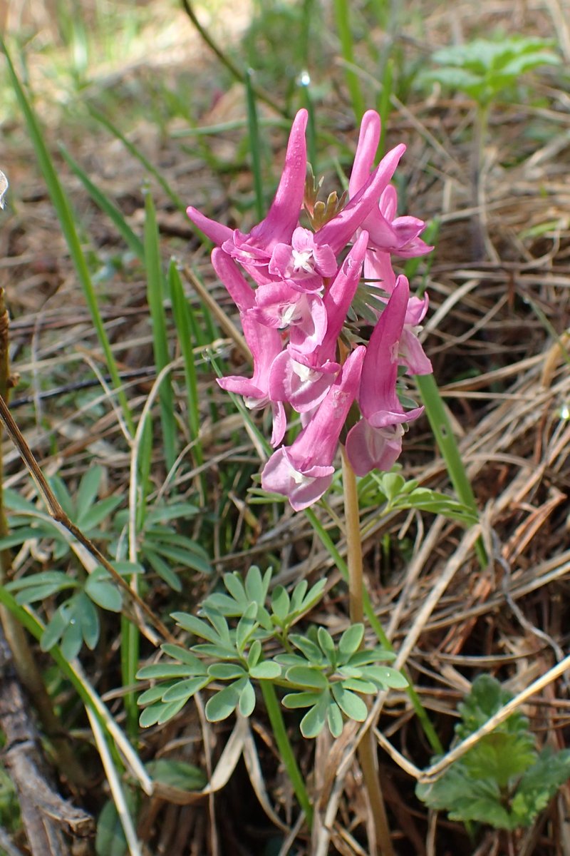 Spring Fumewort photo 7