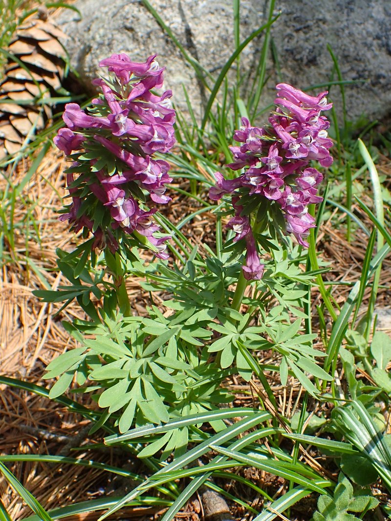 Spring Fumewort photo 8