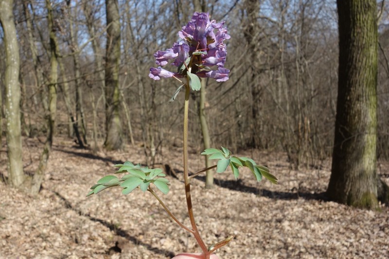 Corydalis solida subsp. solida
