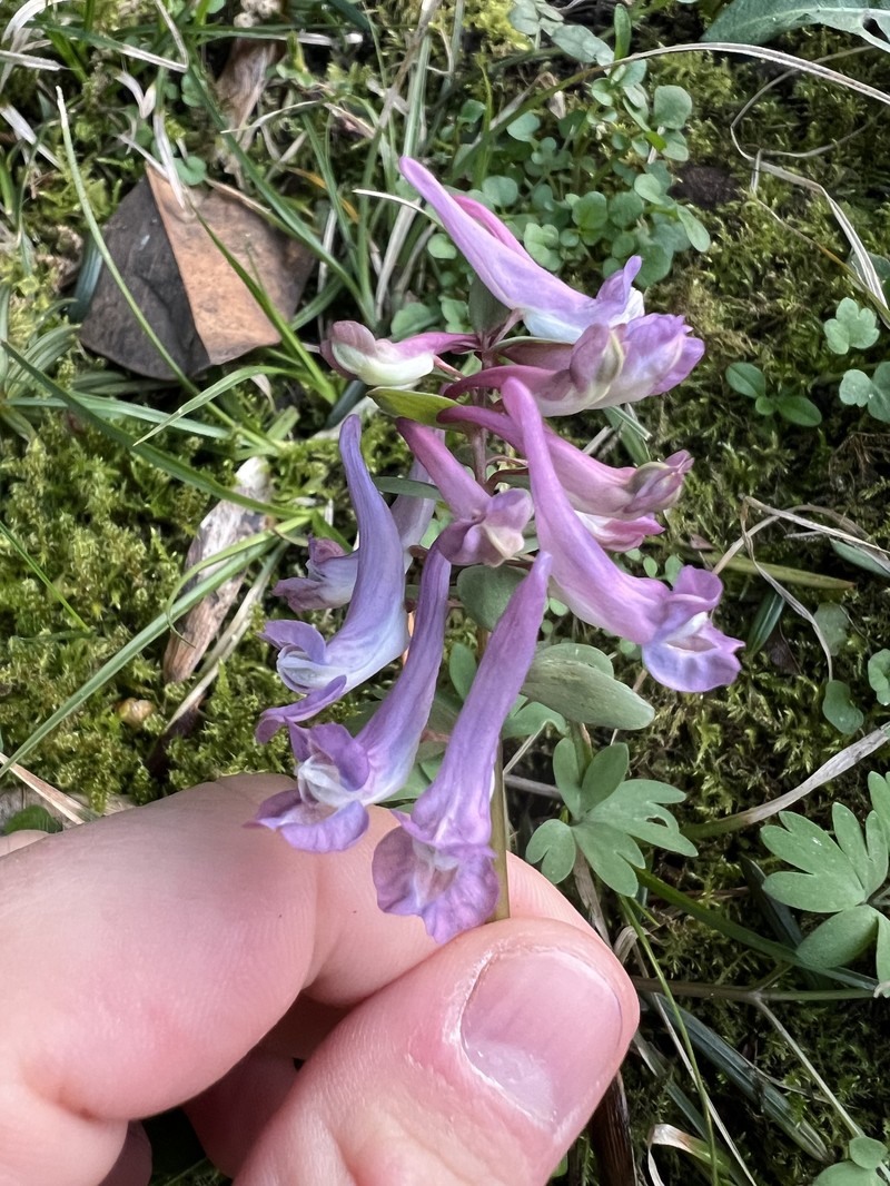 Corydalis solida subsp. solida photo 2
