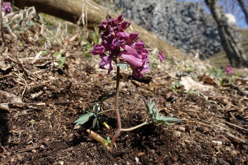 Corydalis solida subsp. solida photo 3