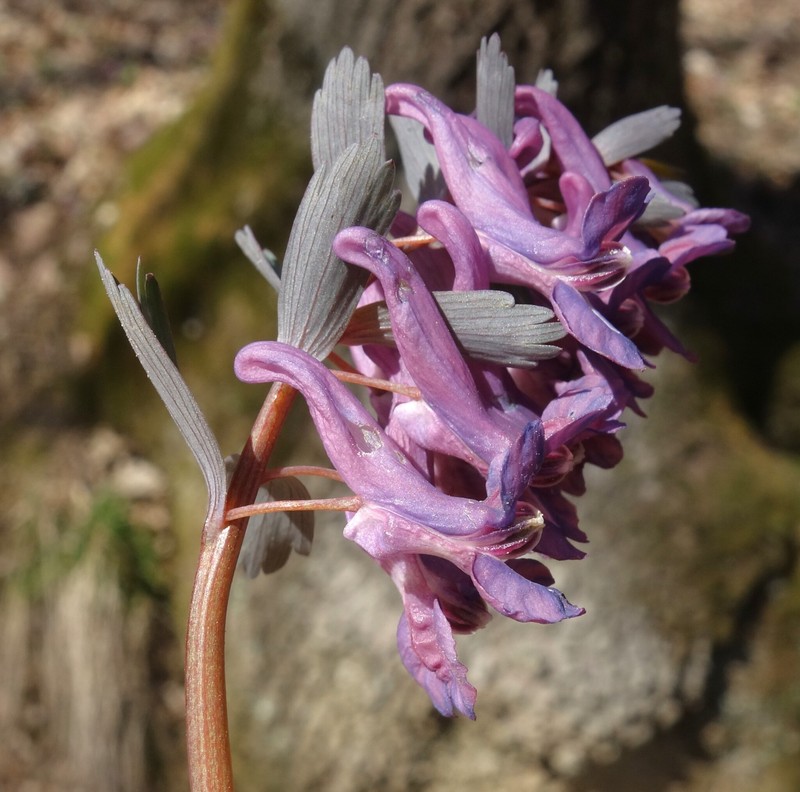 Corydalis solida subsp. solida photo 4