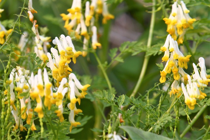 Corydalis speciosa var. chanbaishanensis