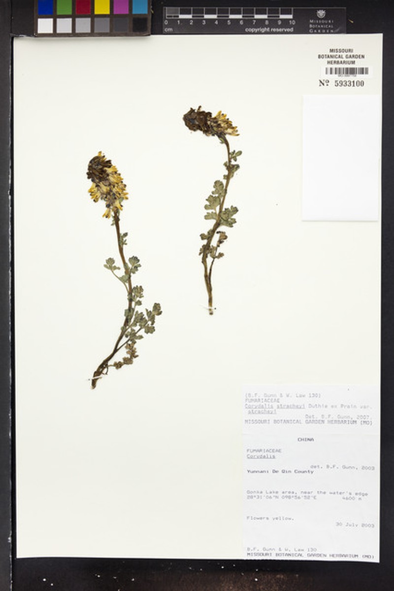 Corydalis stracheyi var. stracheyi