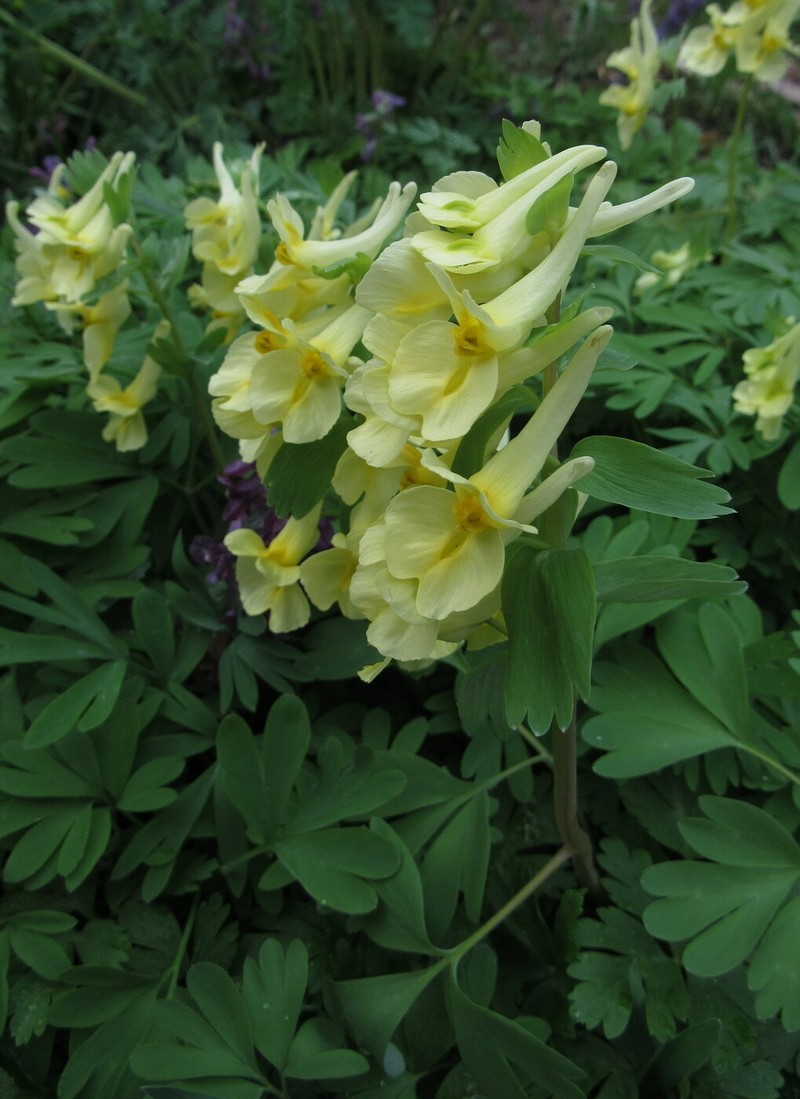 Corydalis talpina photo 2