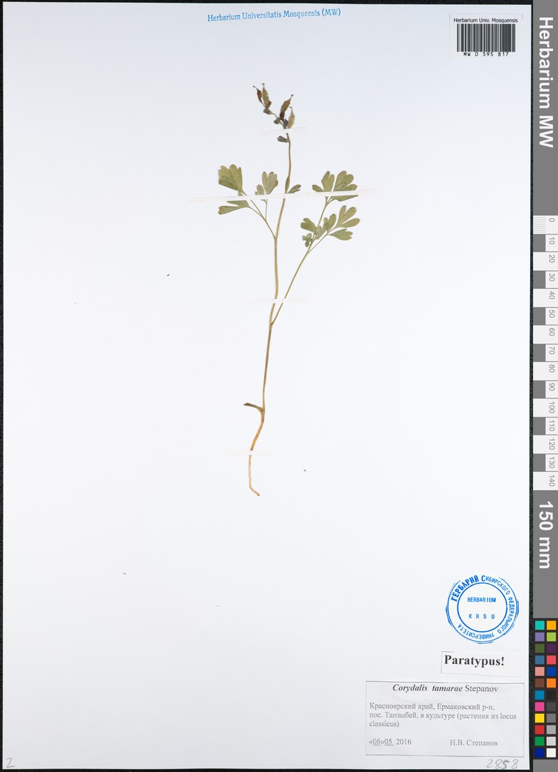 Corydalis tamarae