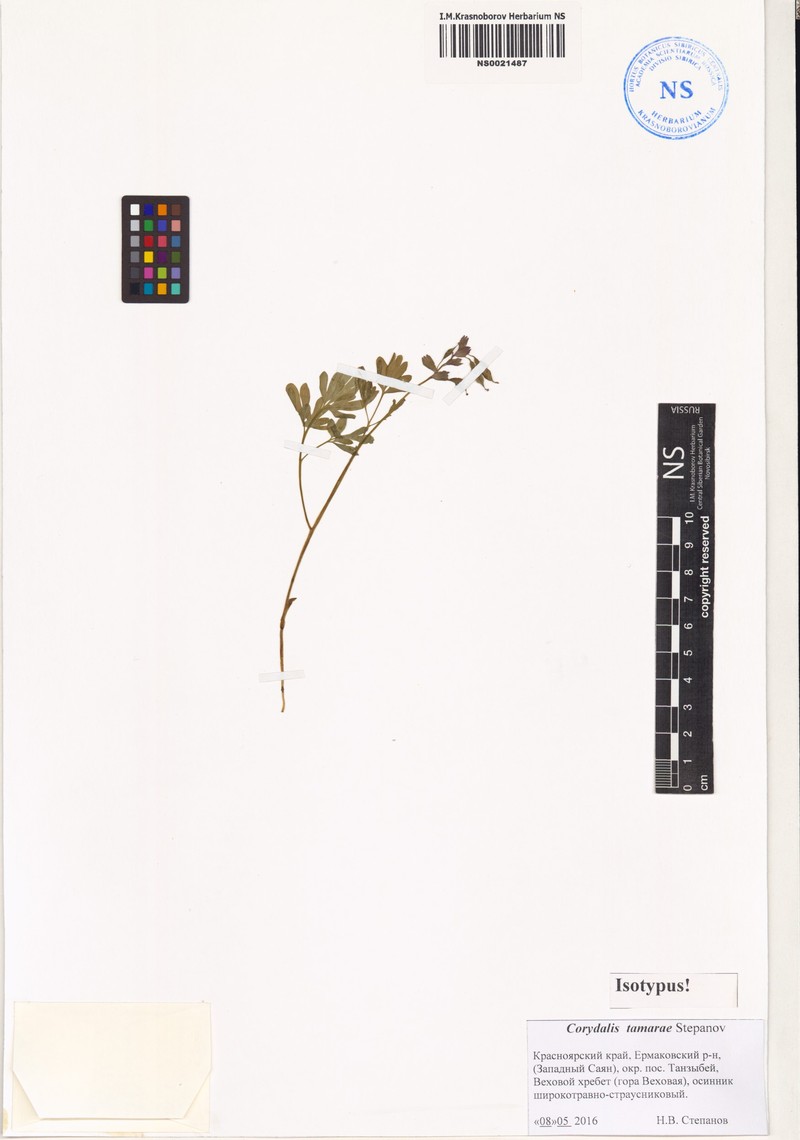 Corydalis tamarae photo 2