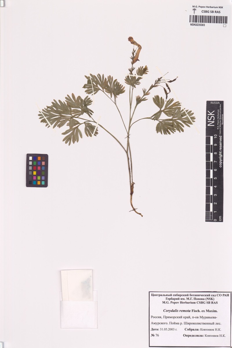 Corydalis turtschaninovii subsp. turtschaninovii
