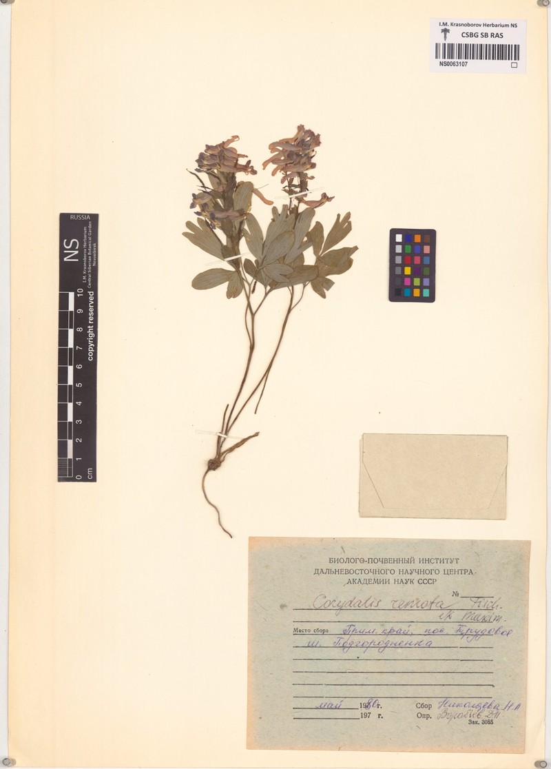 Corydalis turtschaninovii subsp. turtschaninovii photo 3