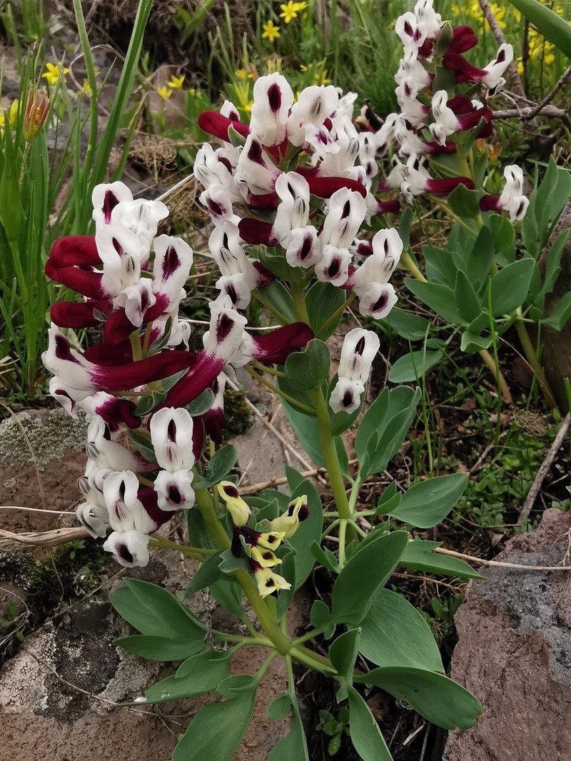 Corydalis verticillaris subsp. verticillaris