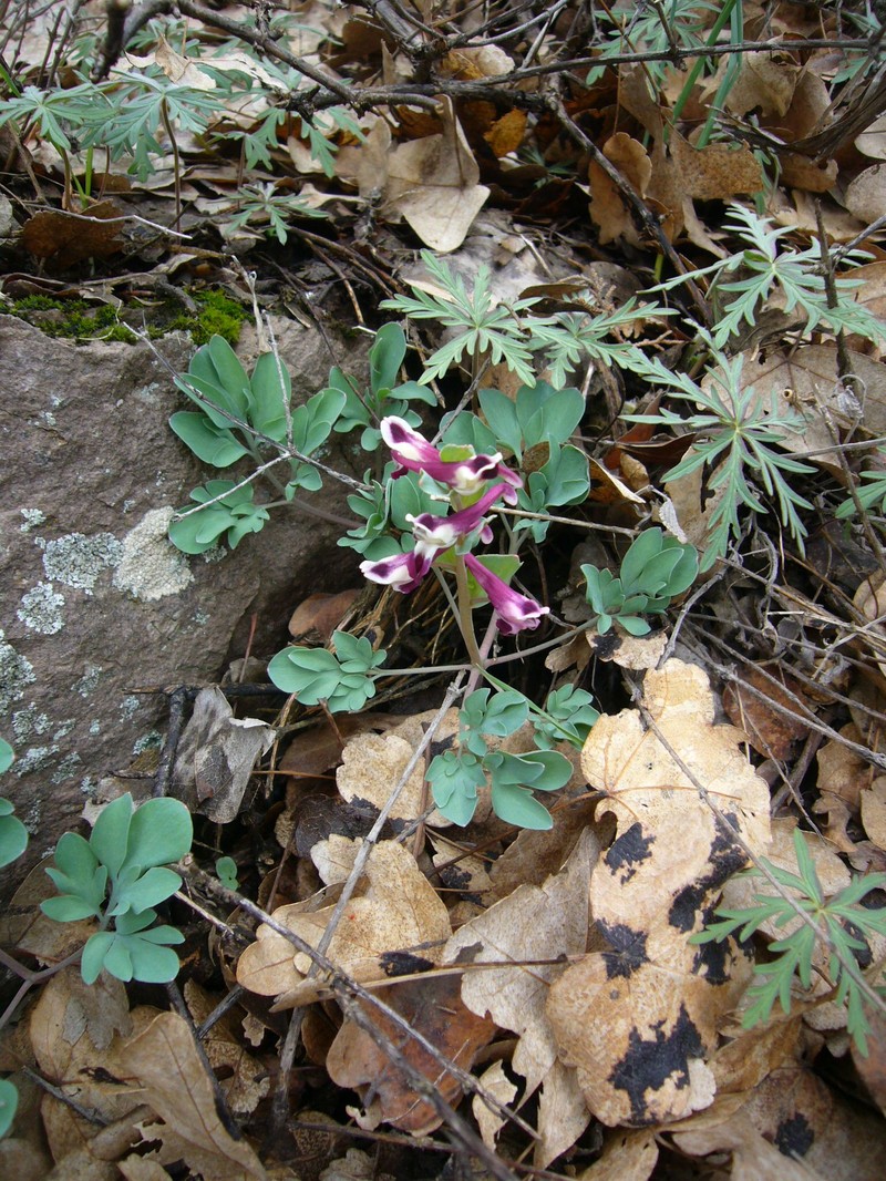 Corydalis verticillaris subsp. verticillaris photo 2